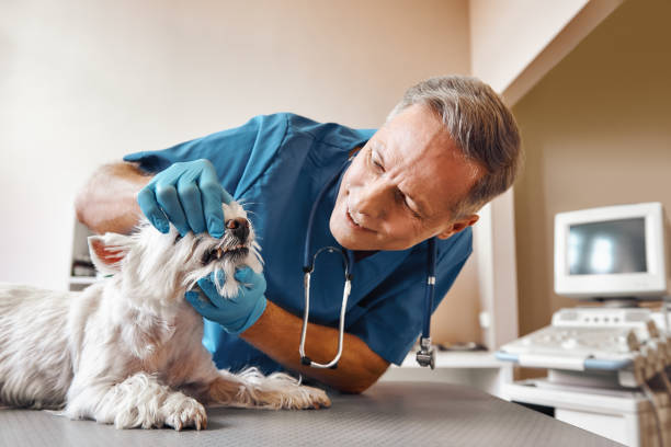 Best Urgent Care for Lost Fillings or Crowns in Waelder, TX